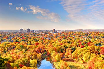 Aerial view of trees in Connecticut